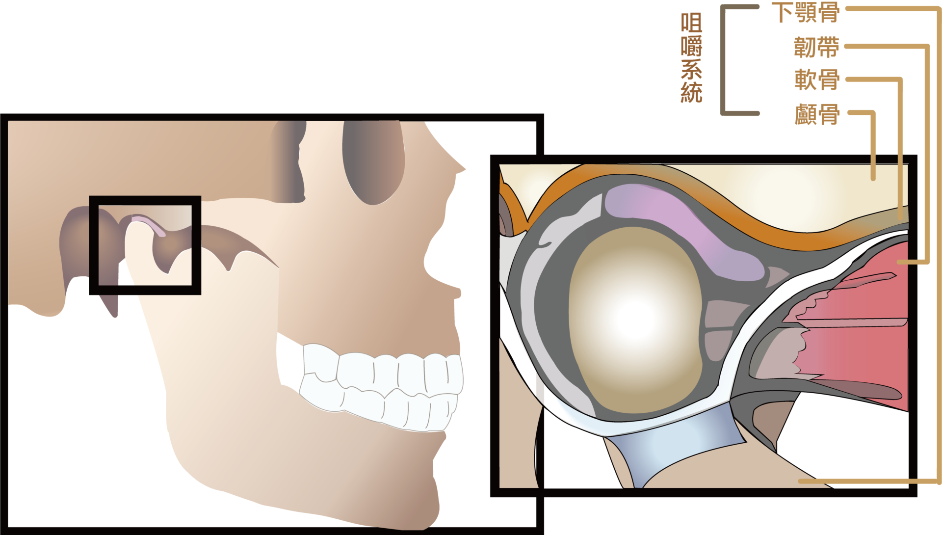 下顎痛看哪科 Pisani