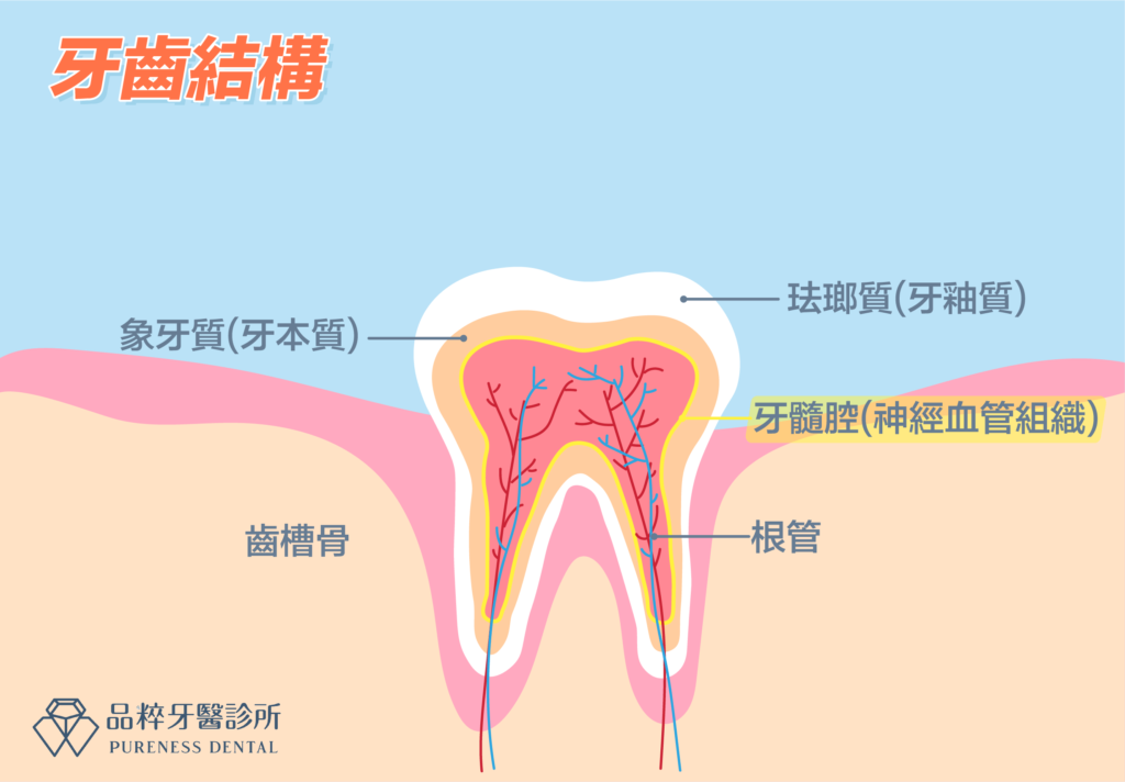 品粹牙醫牙齒結構圖