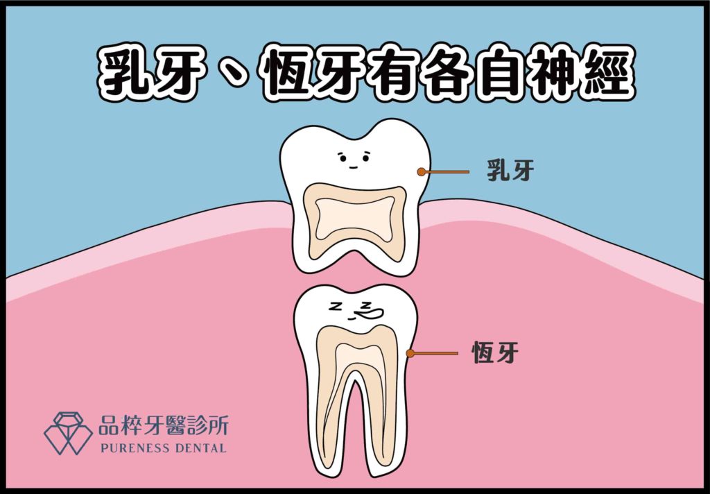 乳牙和恆牙的神經是分開的，在各自的牙齒內，所以即使乳牙抽神經，恆牙的神經還是在的！
